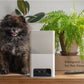 PetCube Bites 2 Lite - kamera s poslasticama za kućne ljubimce