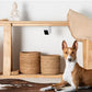 PetCube Cam - nadzorna kamera za kućne ljubimce