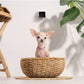PetCube Cam - nadzorna kamera za kućne ljubimce
